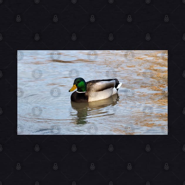 Another Male Mallard Duck Swimming by BackyardBirder